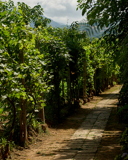 L'orto di Villa Rosa