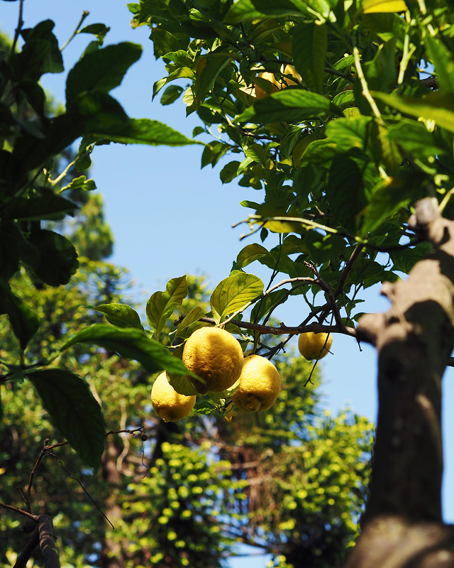 Passeggiata tra limoneti